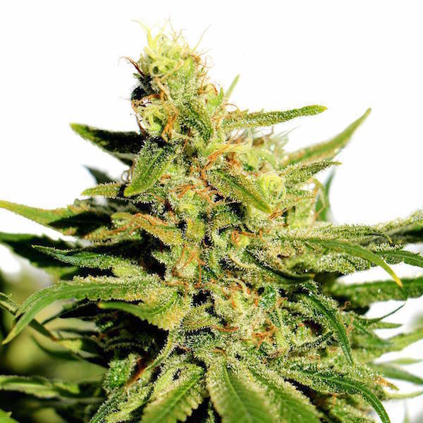 BUY BCN DIESEL CBD ONLINE