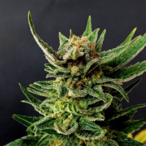 BUY GYPSY KUSH ONLINE