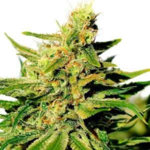 BUY KAMA KUSH CBD ONLINE